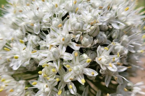 A blossoming cluster of tiny white flowers attached to a green stem.
