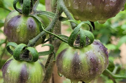 Four green and purple tomatoes growing on the vine.