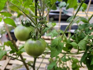 Two green tomatoes growing on the vine.